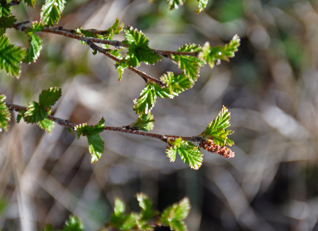 Image of Betula fruticosa specimen.