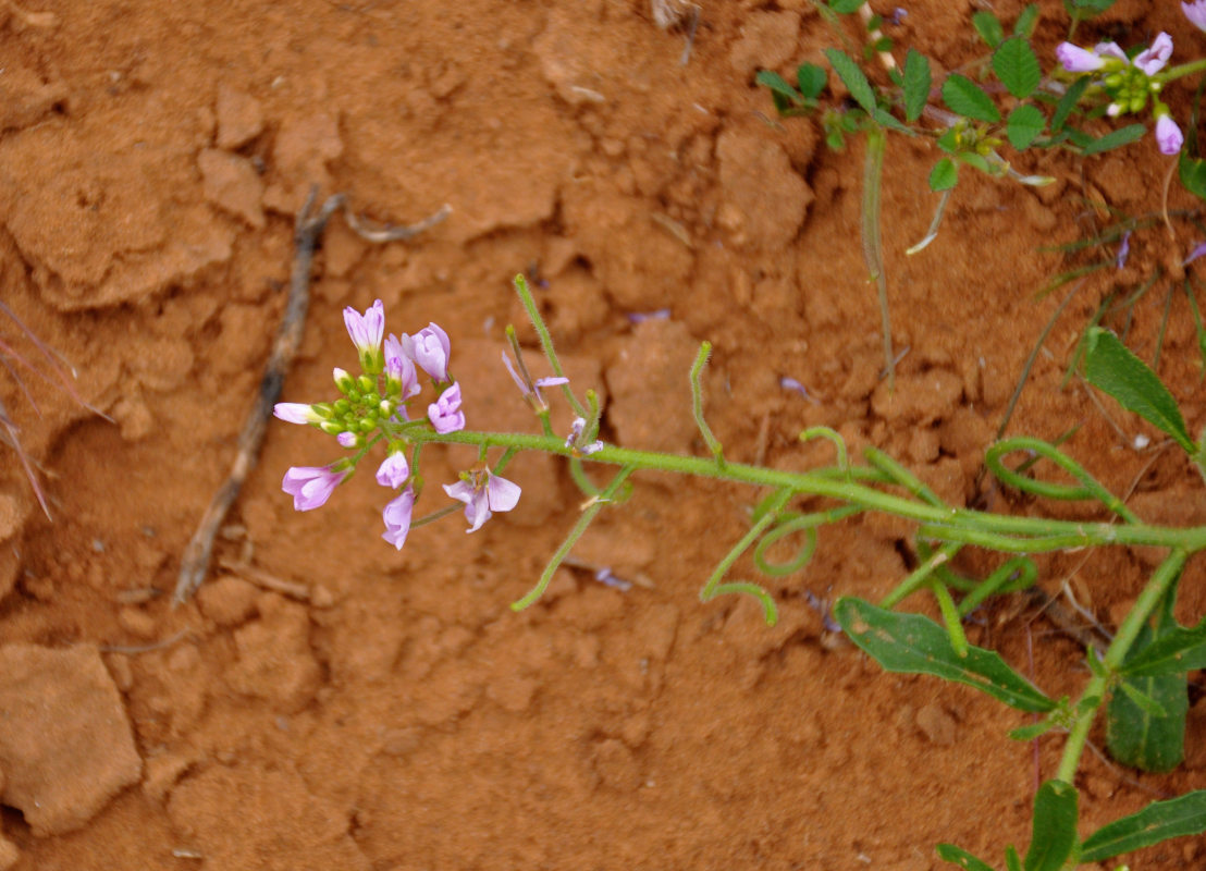 Изображение особи Neotorularia contortuplicata.