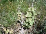 Eremostachys isochila. Плодоносящее растение с обломанной верхушкой. Кыргызстан, Чуйская обл., окр. г. Бишкек восточнее с. Орто-Сай, предгорье, склон холма. 04.06.2019.