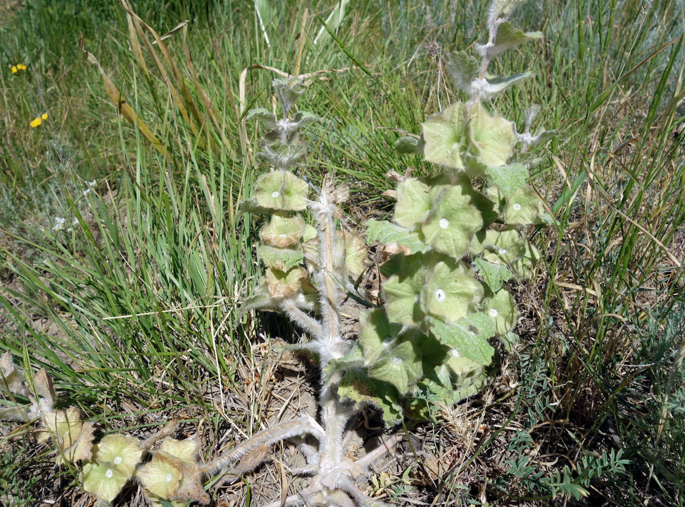 Изображение особи Eremostachys isochila.