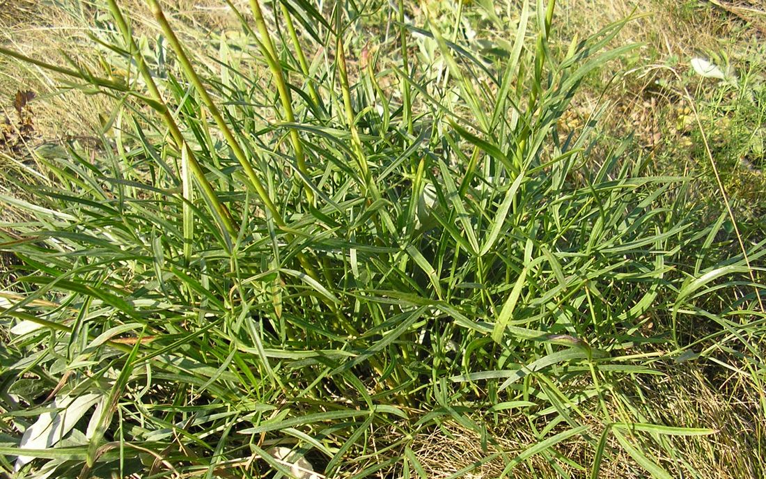 Image of Peucedanum ruthenicum specimen.