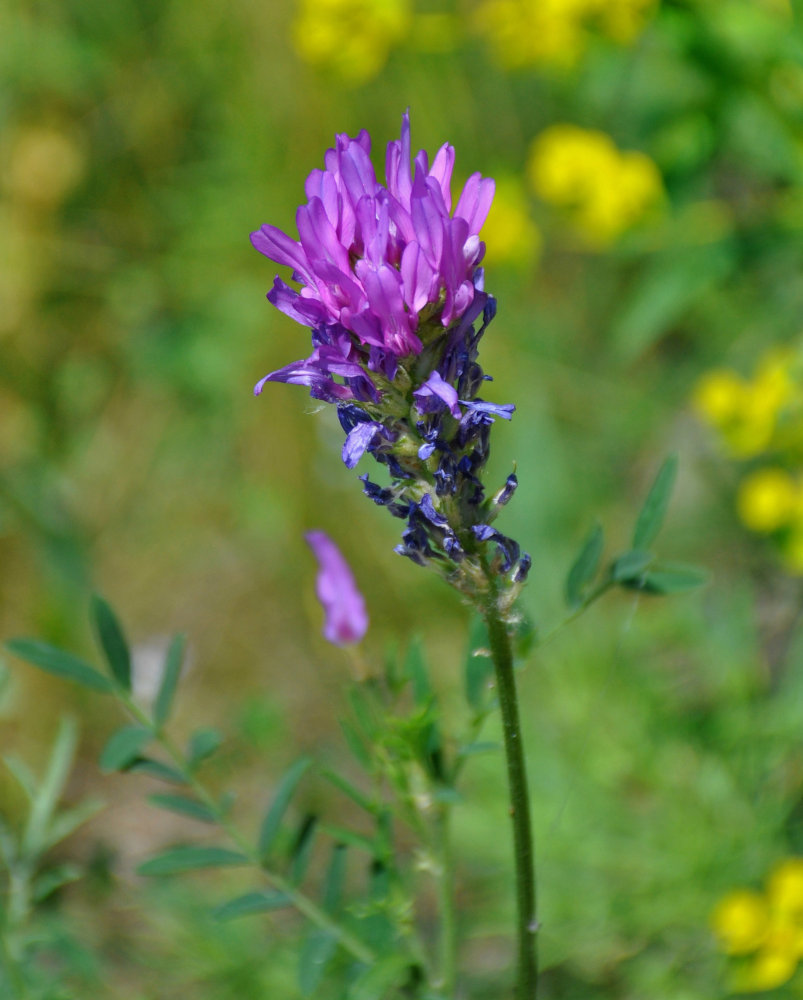 Изображение особи Astragalus onobrychis.