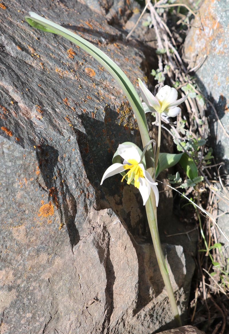 Image of Tulipa biflora specimen.