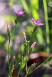 Centaurium littorale. Верхушка цветущего растения с завязавшимися плодами. Ленинградская обл., Кингисеппский р-н, окр. дер. Урмизно, побережье Финского залива, заросли тростника (Phragmites australis) на песке. 31.08.2019.