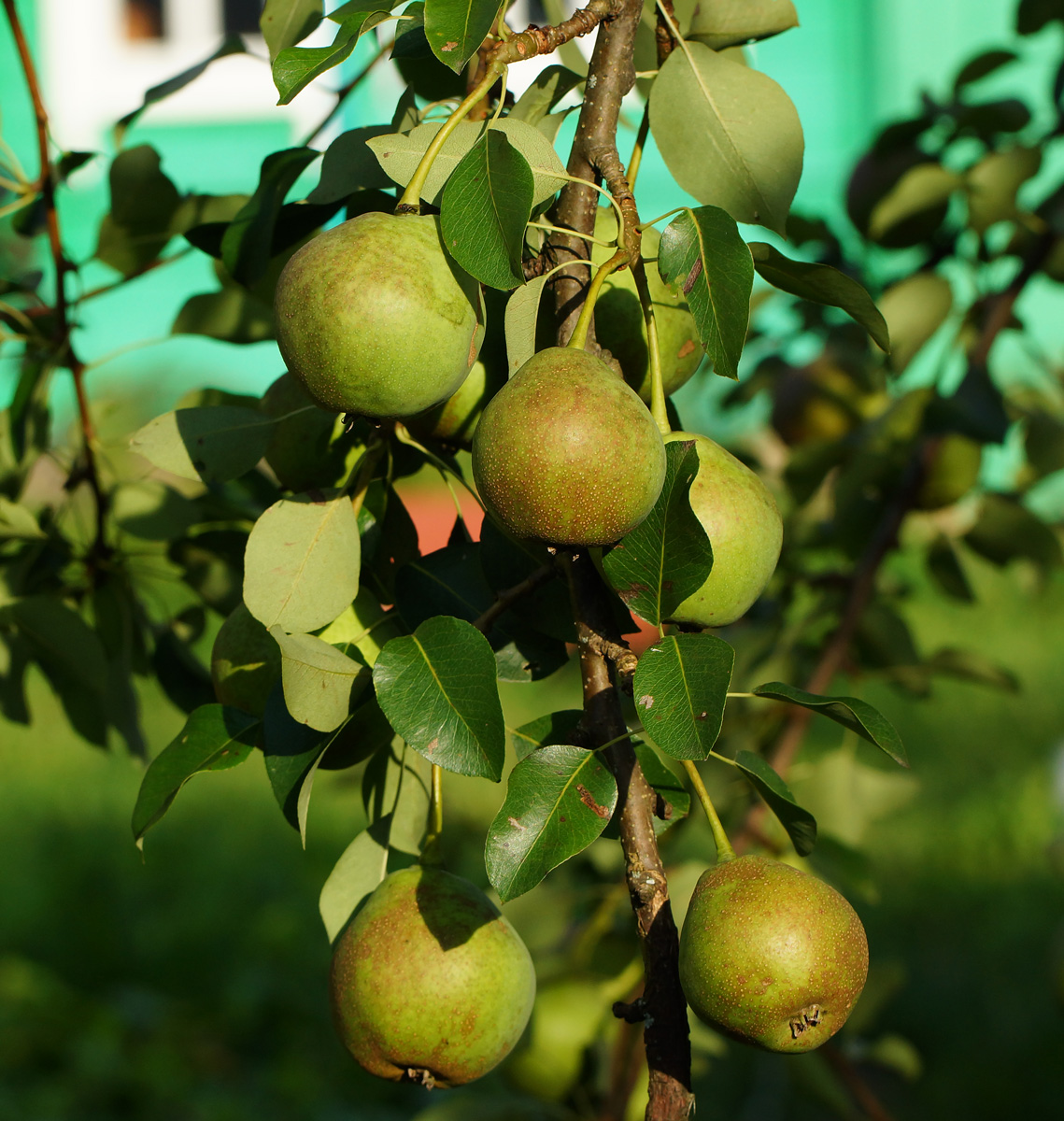 Image of Pyrus communis specimen.