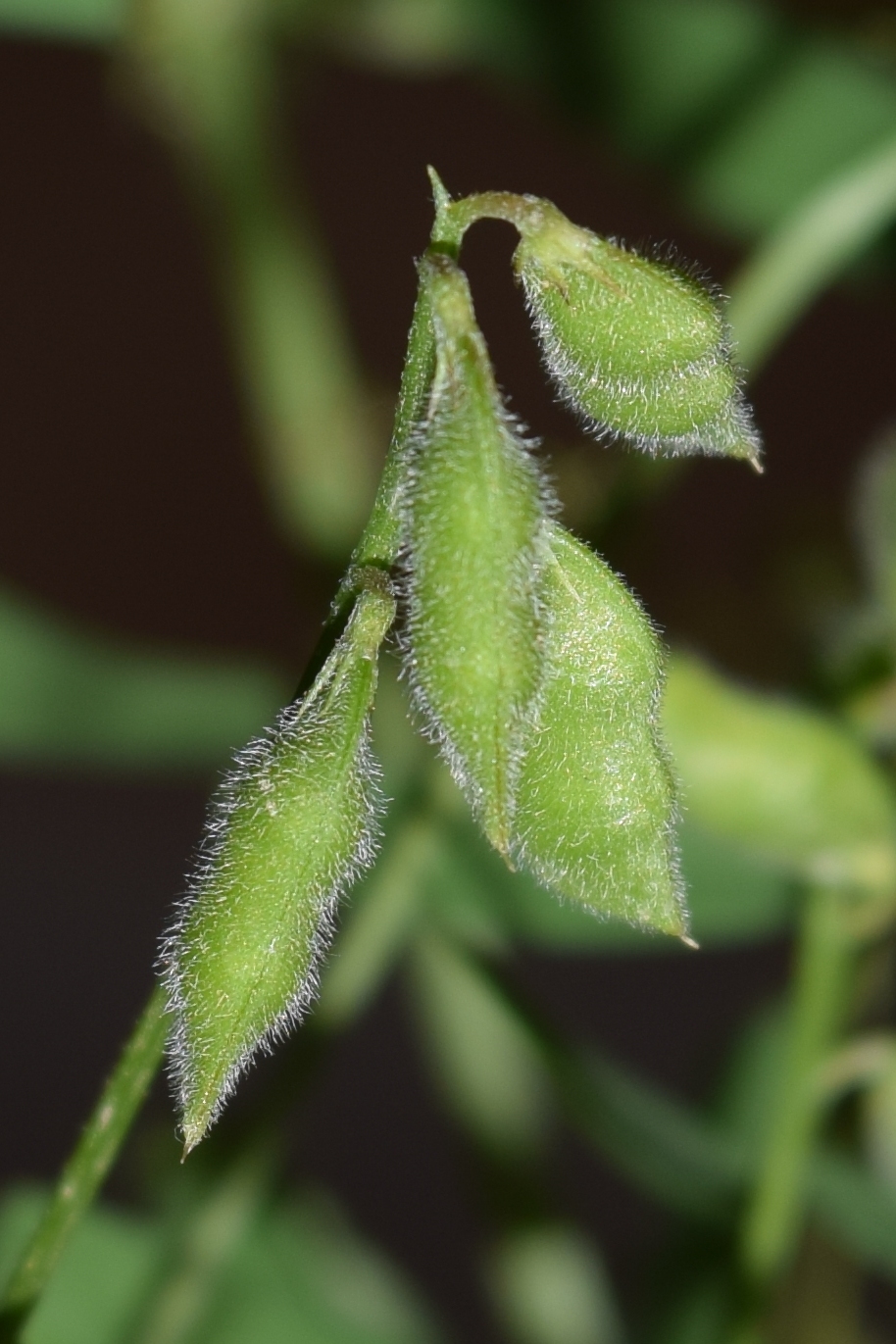 Изображение особи Vicia hirsuta.