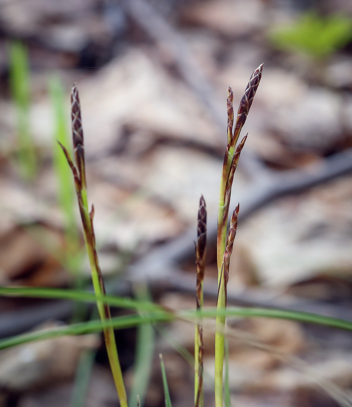 Изображение особи Carex digitata.