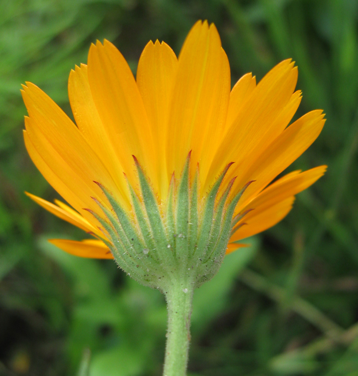 Изображение особи Calendula officinalis.