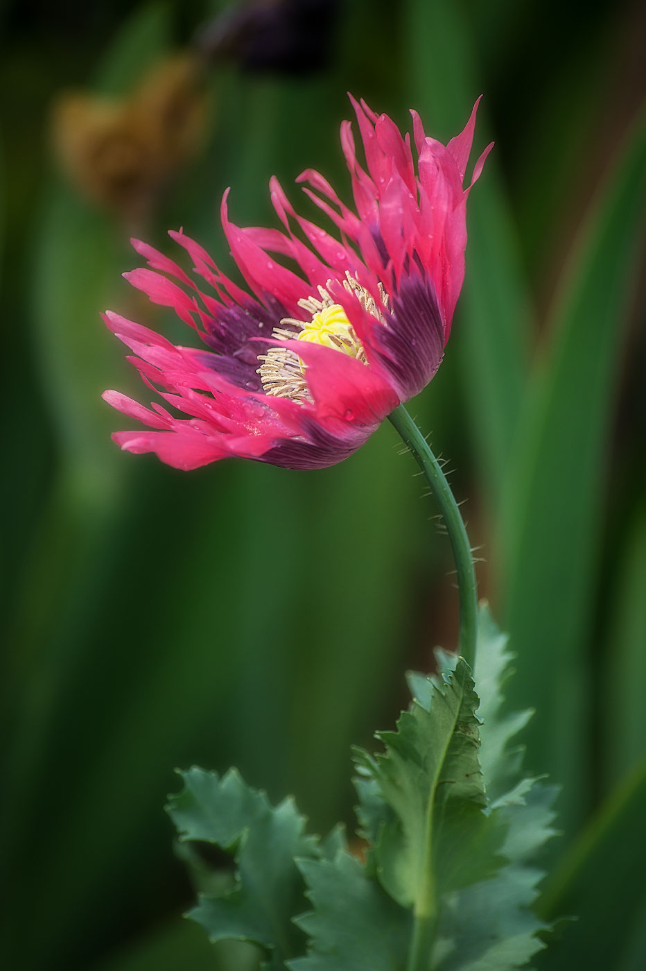 Image of Papaver somniferum specimen.