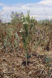 Nigella arvensis