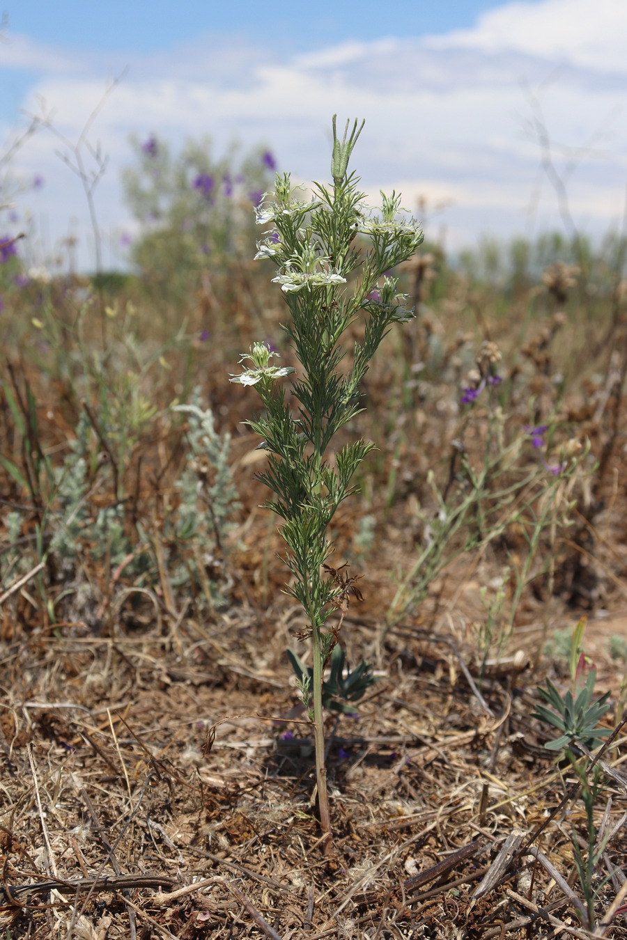 Image of Nigella arvensis specimen.