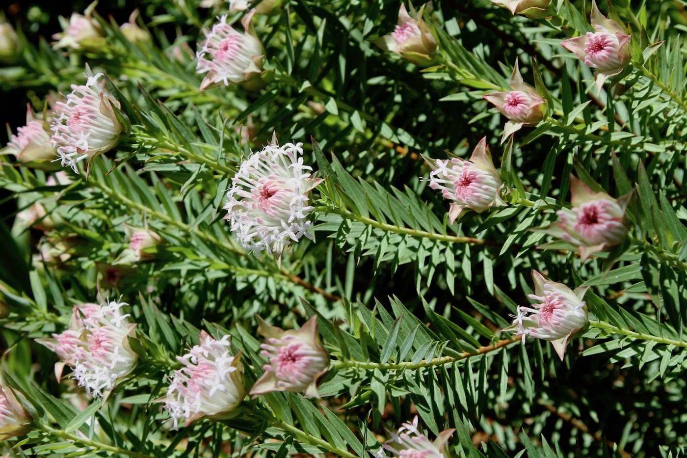 Изображение особи Pimelea spectabilis.