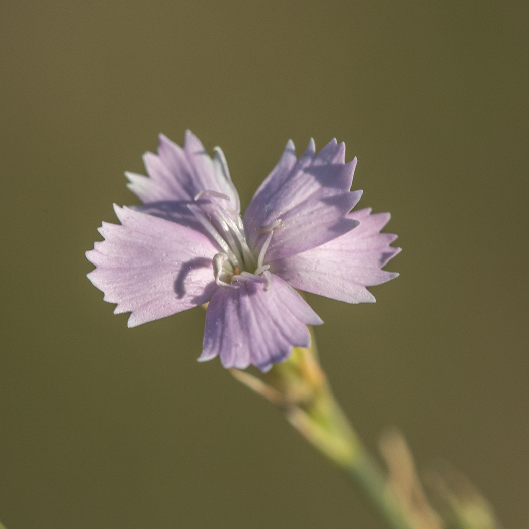 Image of Dianthus pallens specimen.