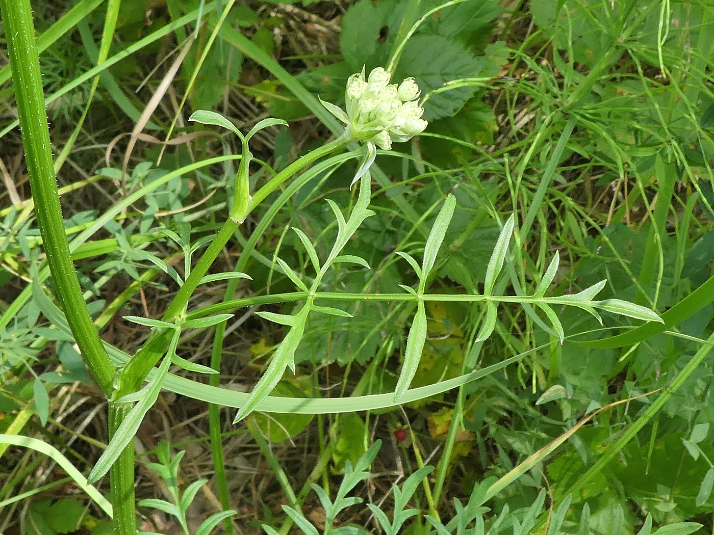 Изображение особи Laserpitium prutenicum.