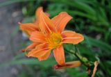 Hemerocallis × hybrida. Цветок. Челябинская обл., Сосновский р-н, пос. Кременкуль, в культуре. 27.07.2020.