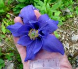 Aquilegia glandulosa. Цветок рекордных размеров - 13,5 см в диаметре. Красноярский край, парк \"Ергаки\", район \"Полки\", субальпийский луг. 17.07.2010.