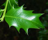 Ilex colchica. Лист. Краснодарский край, городской округ Сочи, мкр-н Хоста, восточный склон горы Ахун, реликтовая тисо-самшитовая роща. Июль 2020 г.