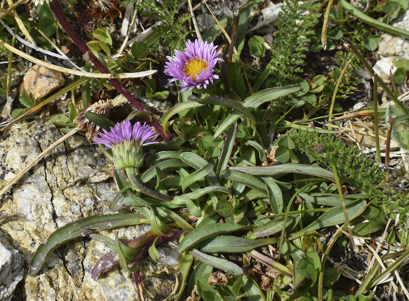 Image of Erigeron alpinus specimen.