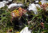 Anthyllis variegata