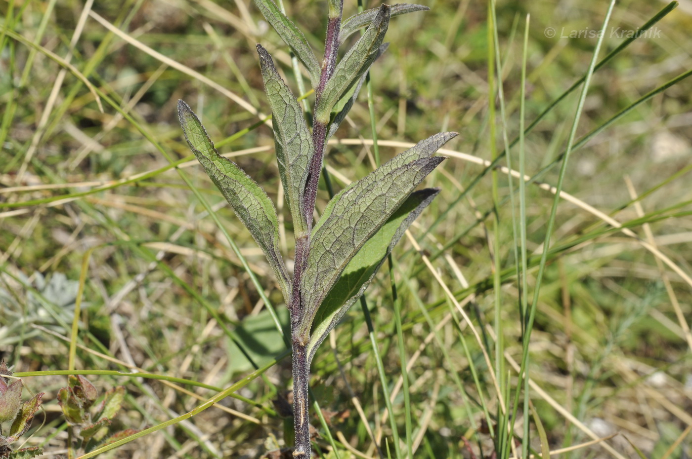 Image of Campanula ruthenica specimen.