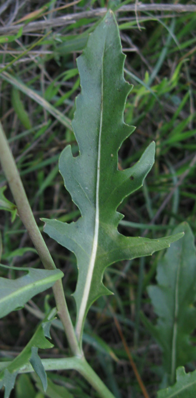Image of Diplotaxis tenuifolia specimen.