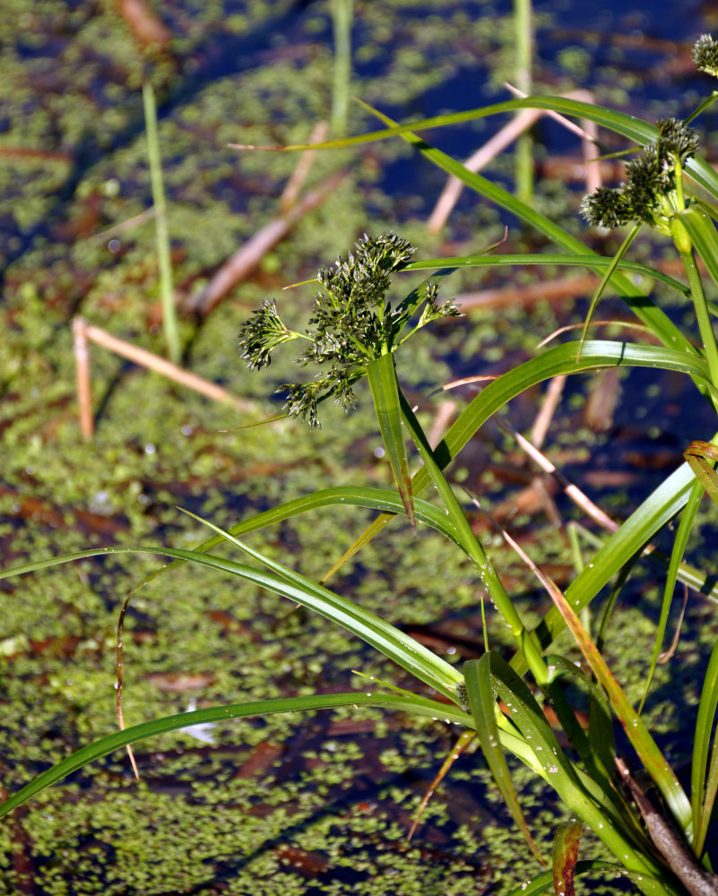 Image of Scirpus sylvaticus specimen.