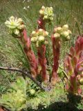 Sempervivum transcaucasicum