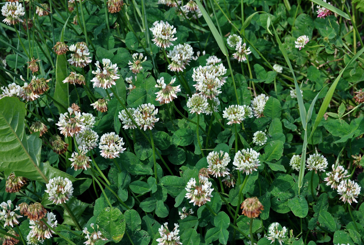 Image of Trifolium repens specimen.