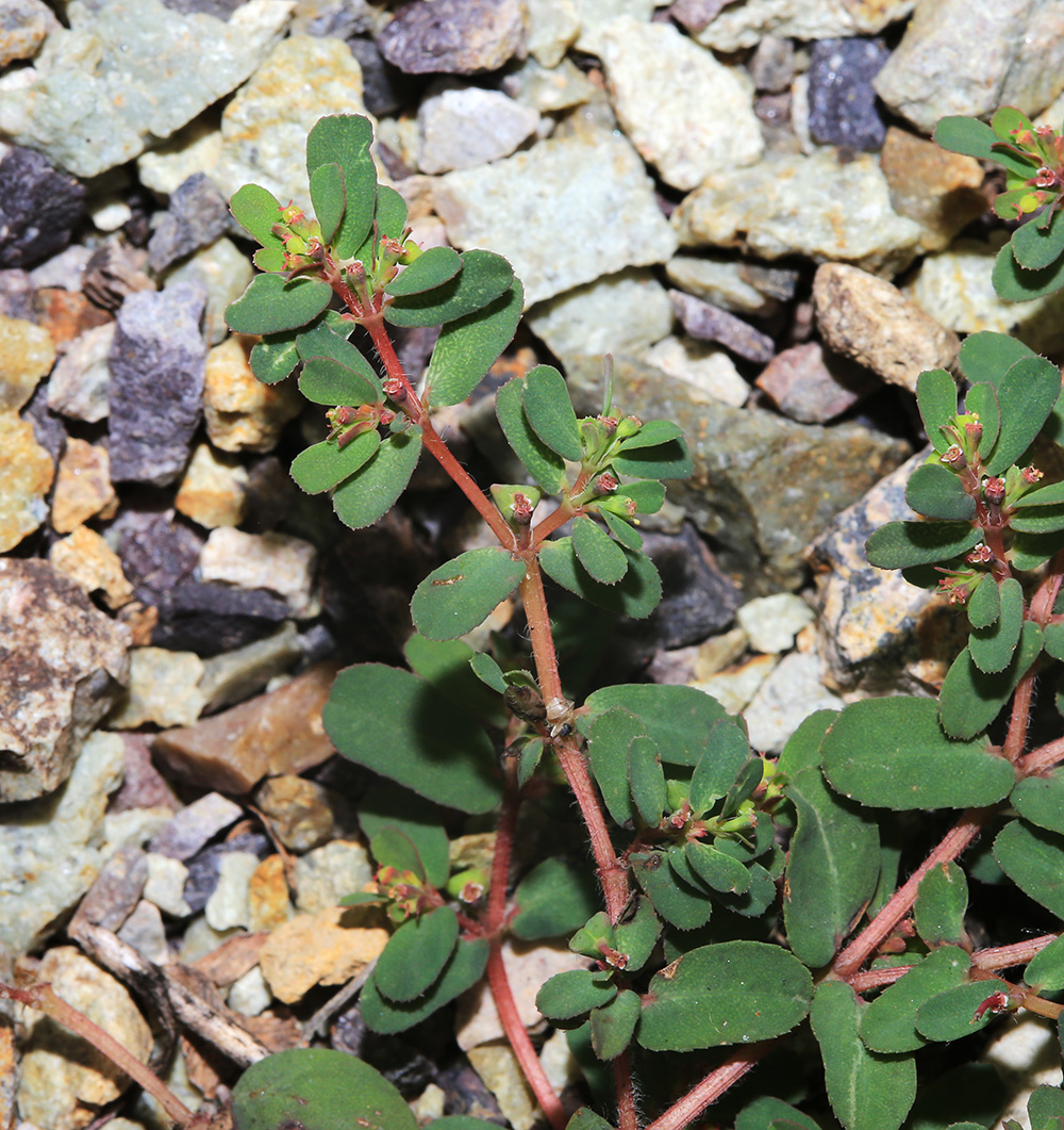 Image of Euphorbia humifusa specimen.