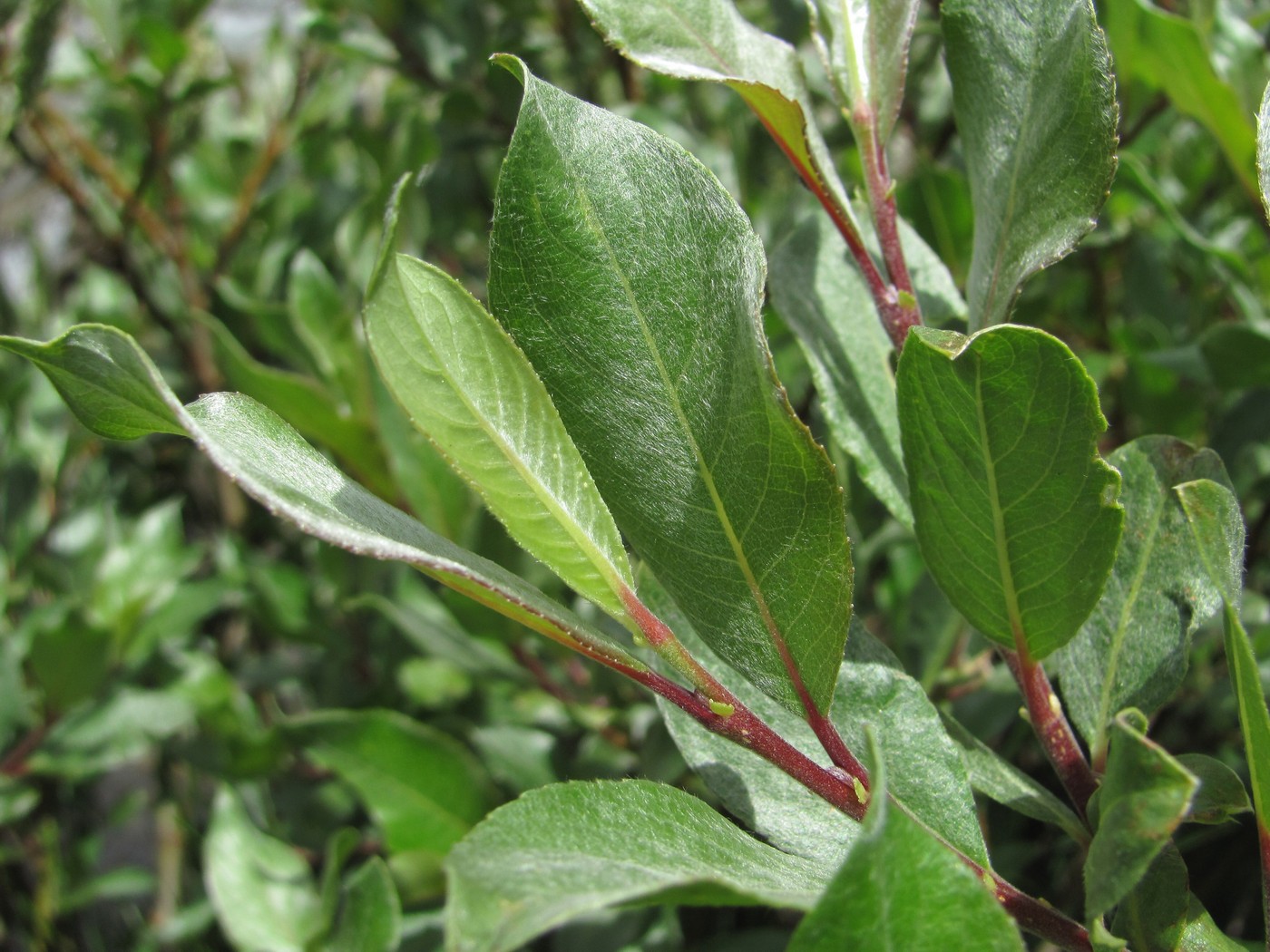 Image of Salix pantosericea specimen.