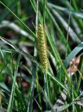 Setaria pumila