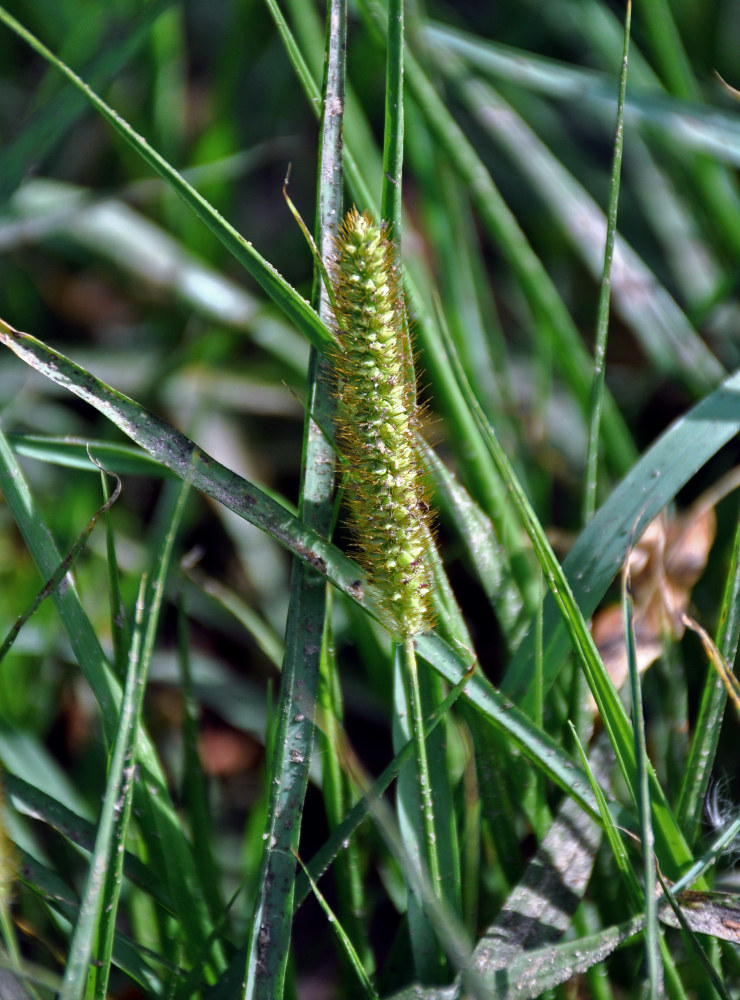 Image of Setaria pumila specimen.