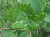 Betula pubescens. Лист с галлами галлицы Anisostephus betulinus. Кабардино-Балкария, Эльбрусский р-н, долина р. Ирик, ок. 2200 м н.у.м., субальпийский луг. 07.07.2020.