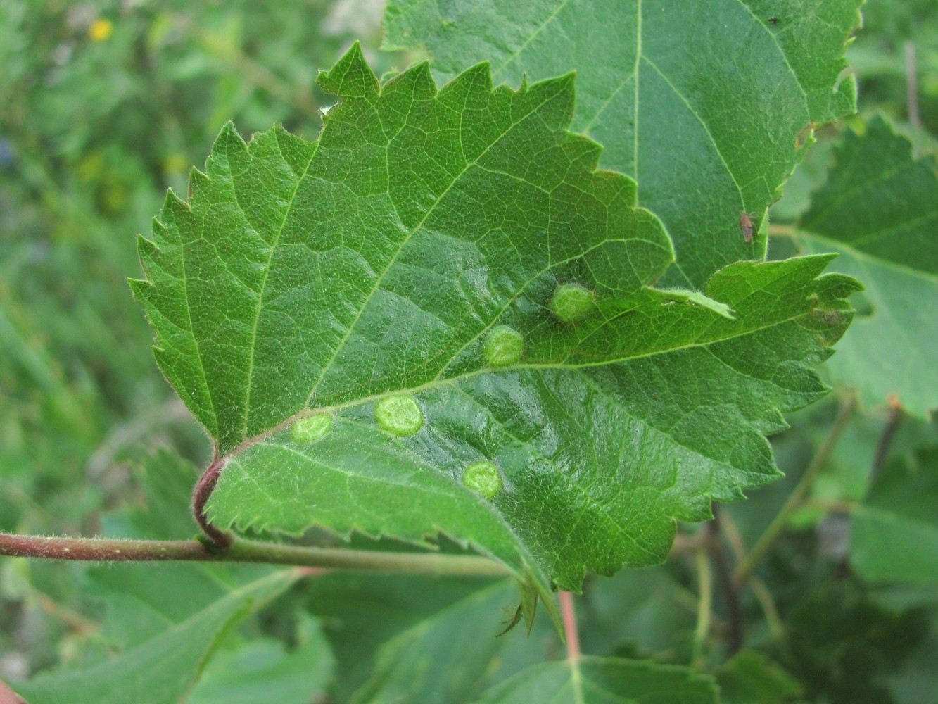 Image of Betula pubescens specimen.