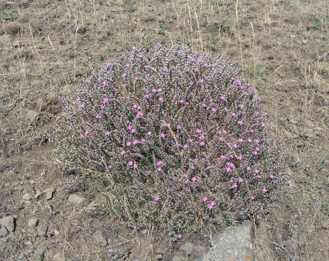 Image of genus Acantholimon specimen.