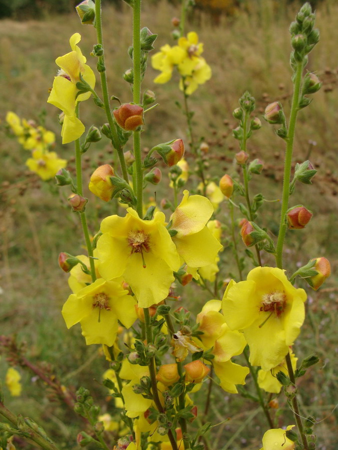 Image of Verbascum blattaria specimen.