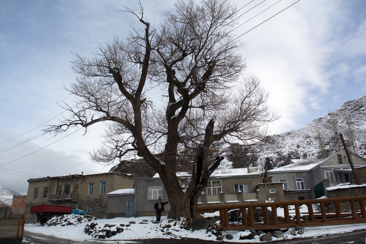 Image of Populus nigra specimen.