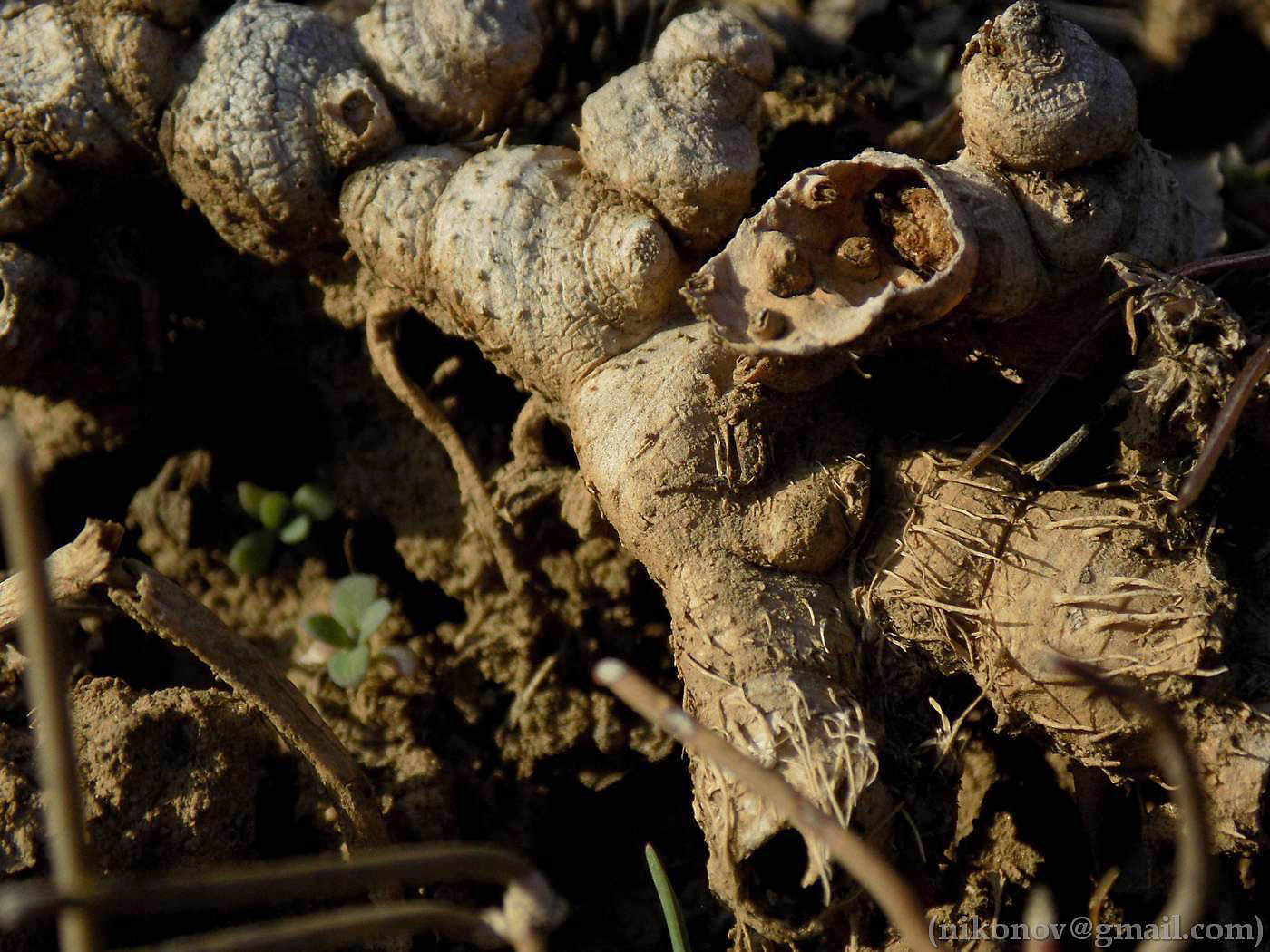 Image of Iris pumila specimen.