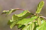 Parrotia persica