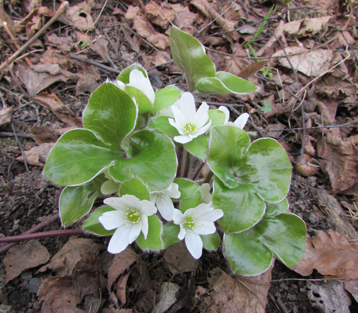 Image of Hepatica maxima specimen.