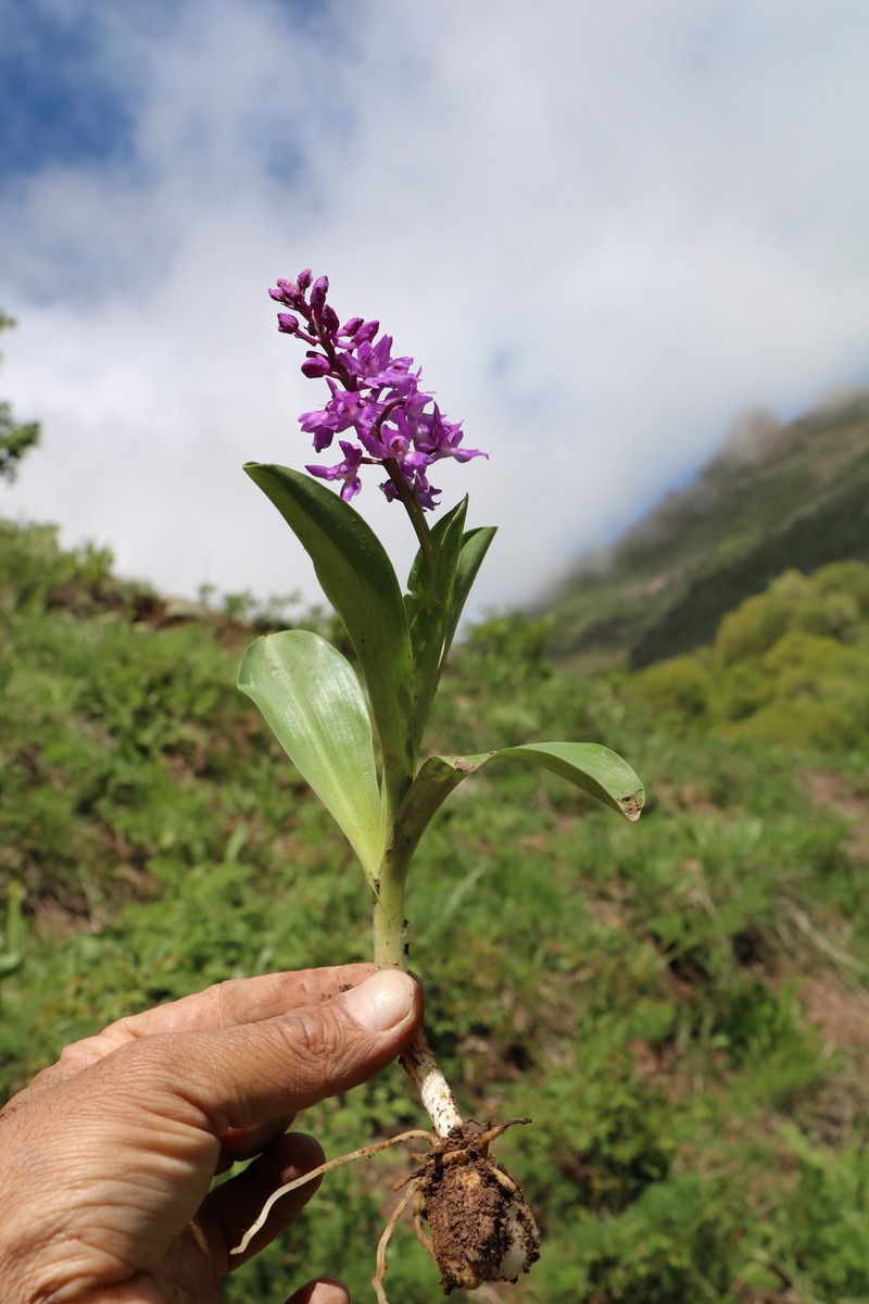 Изображение особи Orchis mascula.