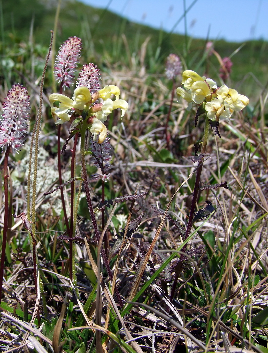 Image of Pedicularis lapponica specimen.