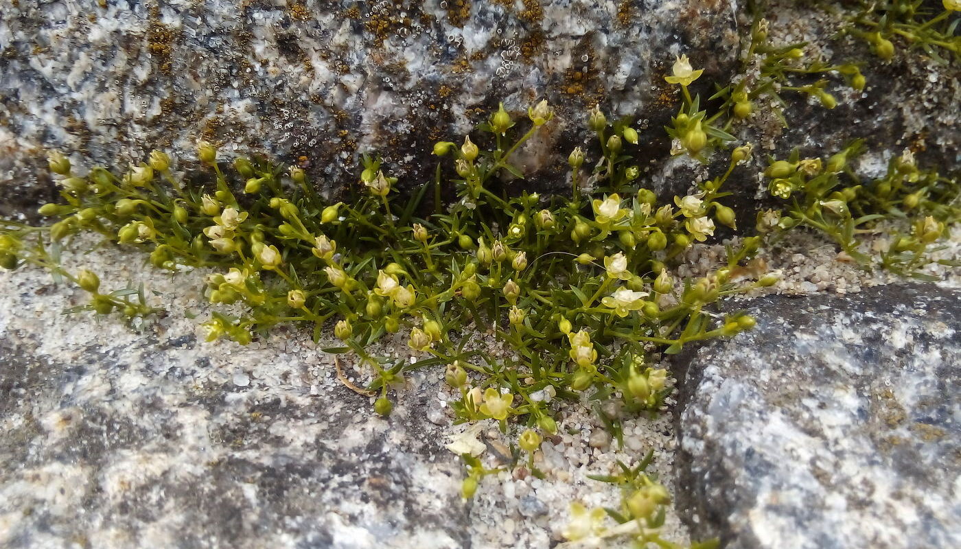 Изображение особи Sagina procumbens.