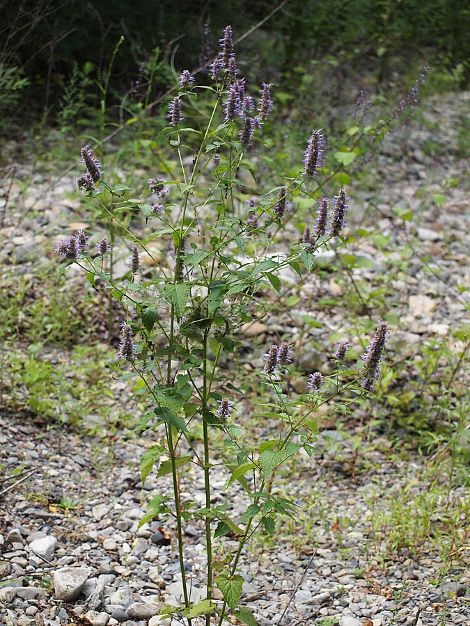 Image of Agastache rugosa specimen.