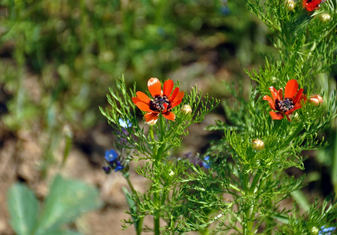 Image of Adonis flammea specimen.