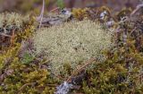 род Cladonia. Талломы. Пермский край, Лысьвенский р-н, долина р. Чусовая, камень Дужной, вершина скального выступа, на подушке из листостебельных мхов. 05.05.2021.