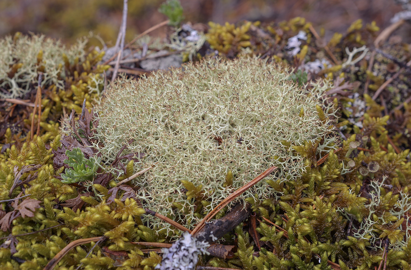 Изображение особи род Cladonia.