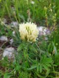 Trifolium trichocephalum