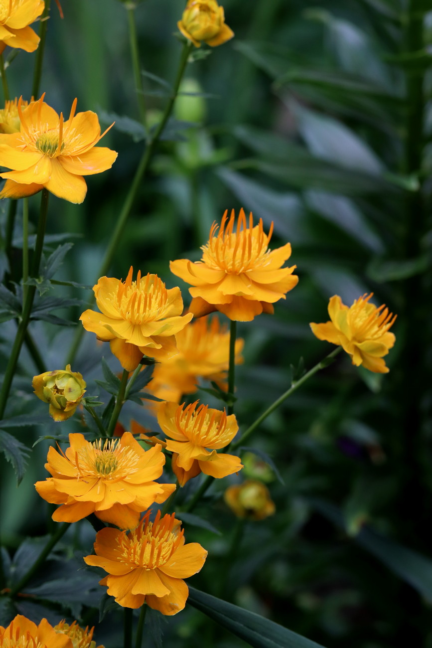 Image of Trollius chinensis specimen.