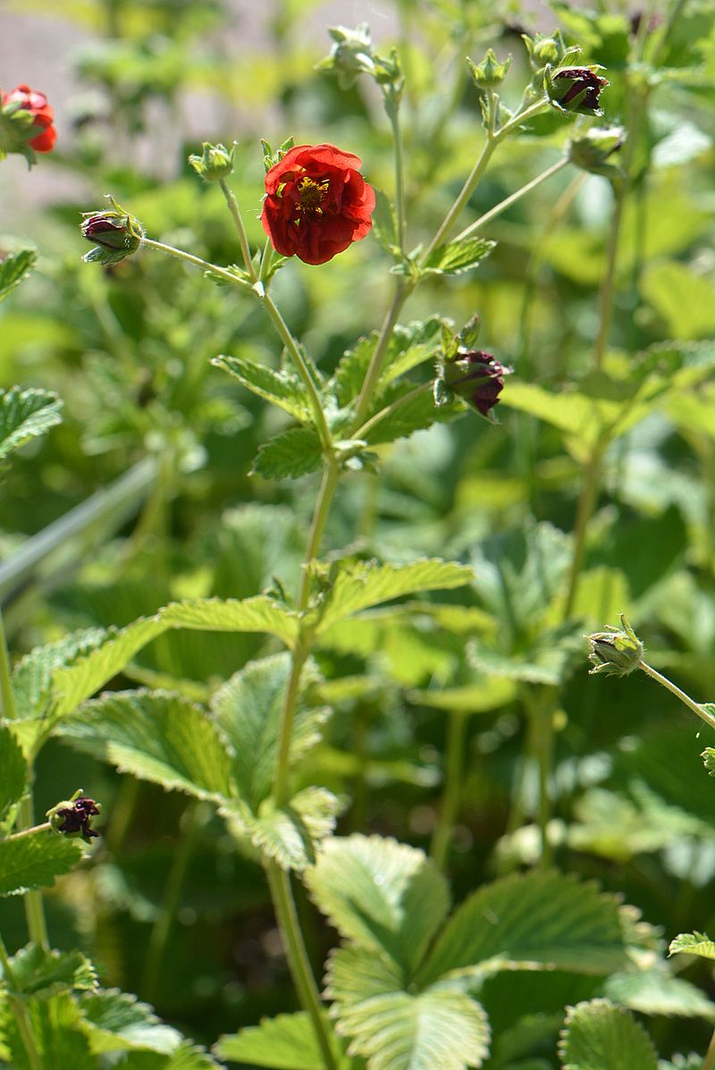 Изображение особи Potentilla argyrophylla var. atrosanguinea.